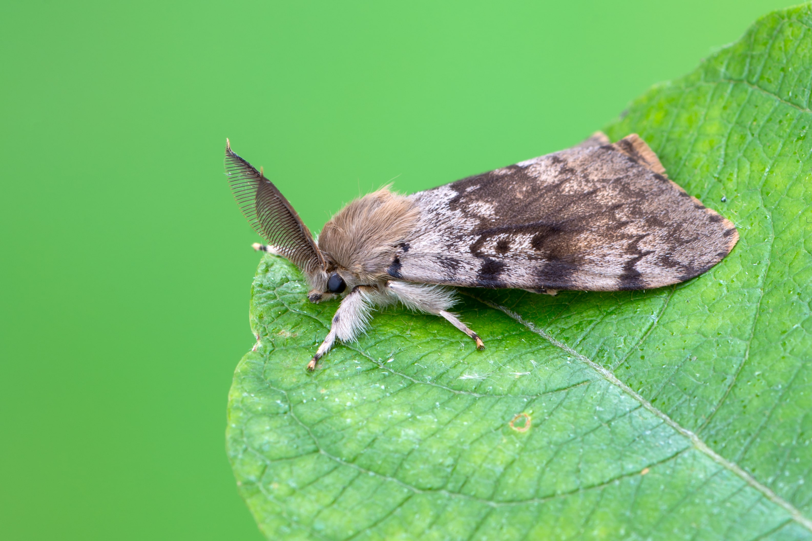 Making Homemade Gypsy Moth Traps