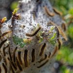 Gypsy Moth: Identification and Prevention