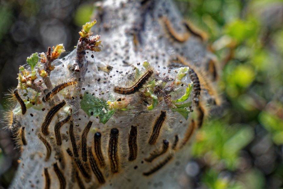 gypsy-moth-egg-nest-larval-stage-illinois