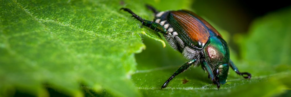 japanese-beetle-chicago-il