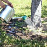 Tips to Effectively Water Your Trees