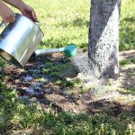 how-to-water-established-trees-chicago-il