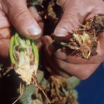 verticillium-wilt-strawberry-plant-roots-min