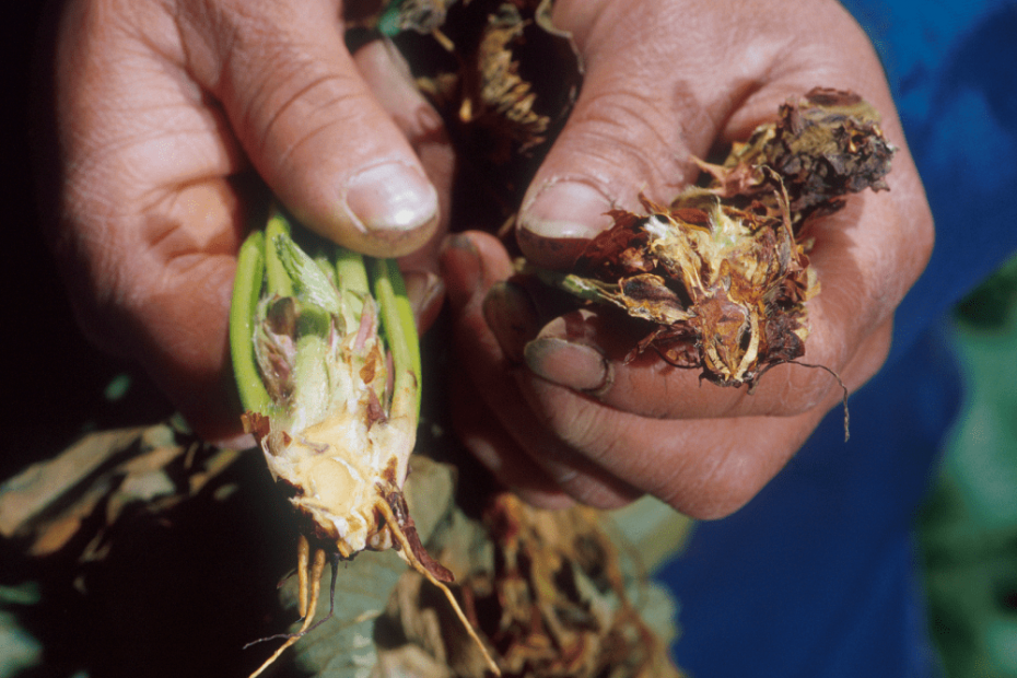 verticillium-wilt-strawberry-plant-roots-min