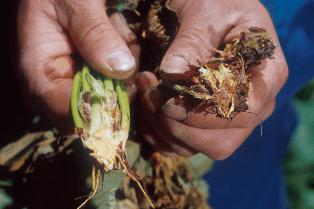 Verticillium Wilt: Identification, Symptoms, and Control