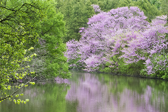 Eastern Redbud trees add a beautiful early spring glow whether a commercial parking lot or your Chicagoland backyard!