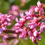 eastern-redbud-flowers-chicago-il