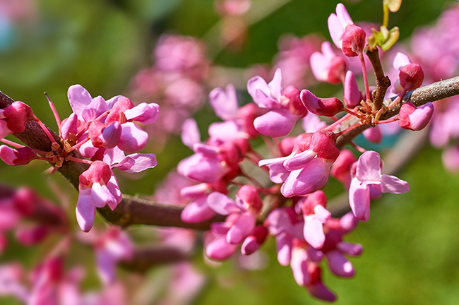 Contact Hendricksen Tree Care to see if an Eastern Redbud tree would be a good fit for your property today or if you need tree care maintenance of your existing trees!