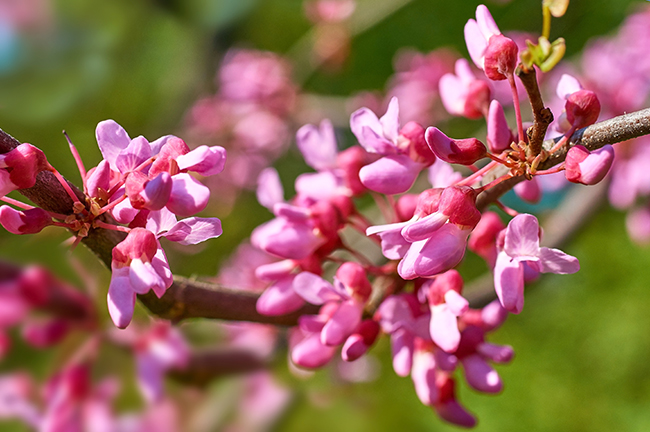 eastern-redbud-flowers-chicago-il