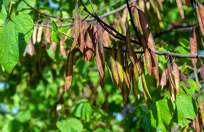 The seed pods of the Eastern Redbud tree generally ripen into autumn