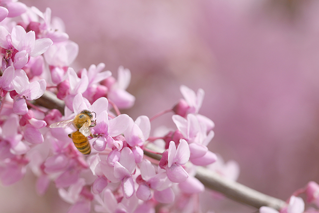 With the proper care you can not only add a flowery showpiece tree to your home or business, but also help local pollinators such as the honey bee