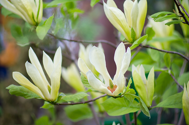 magnolia-acuminata-native-illinois-tree