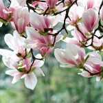magnolia-tree-flowers-chicago-il