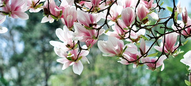 Magnolia Trees of the Chicago, IL Area