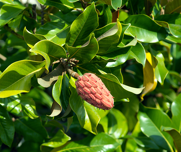 magnolia-tree-fruit-seed-cone-illinois