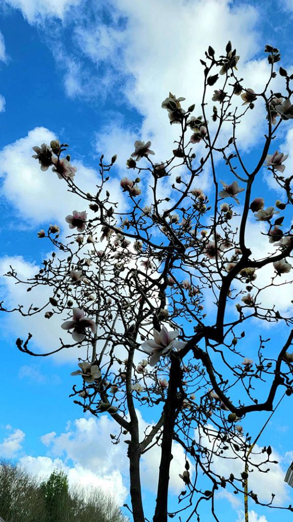 magnolia-tree-in-spring