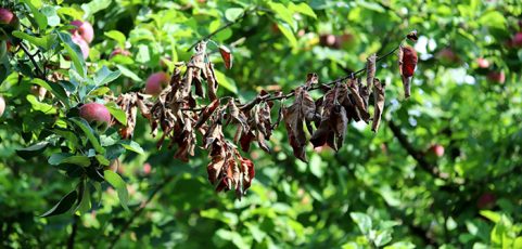 Tree Blight: Identification, Symptoms, and Control