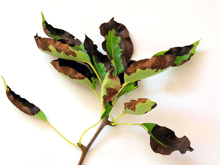 fire-blight-attacking-tree-leaves