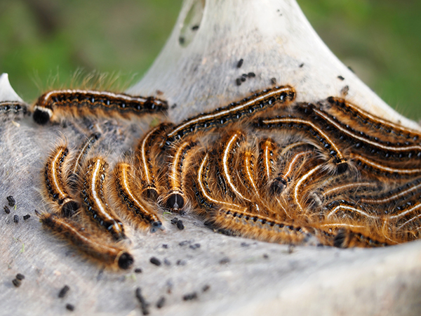 eastern-tent-caterpillar-chicago-il