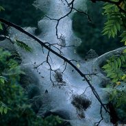 Tent Caterpillars: Identification and Control