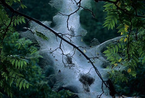 tent-caterpillar-nest-illinois