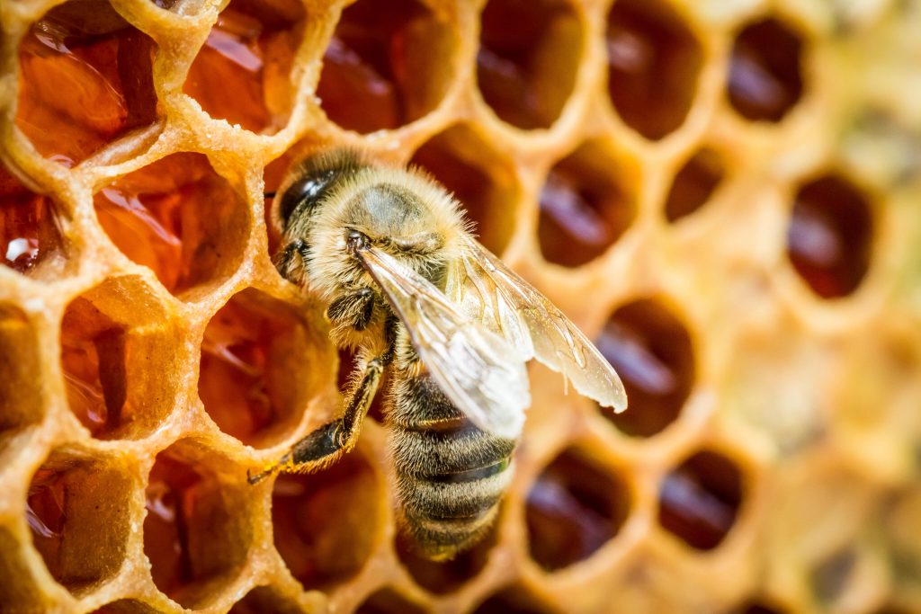 honey-bee-creating-comb-illinois-min