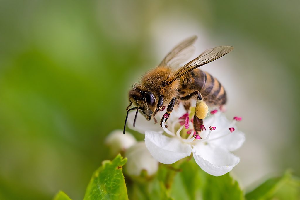 honey-bee-polinating-flower-chicago-il-min