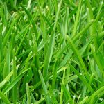 Lawn Fertilization and Weed Control in Chicagoland