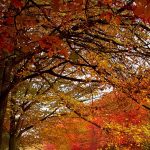 Tree Care Services in Barrington, IL Tree Care Service, Barrington, IL