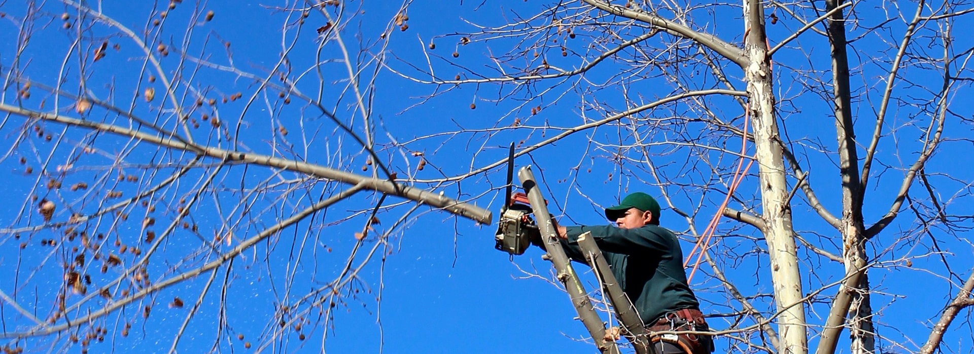 Best Tree Service Brea, CA
