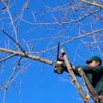 Tree pruning in Arlington Heights, IL