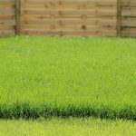 Overseeding and Aerations Services in Palatine, IL