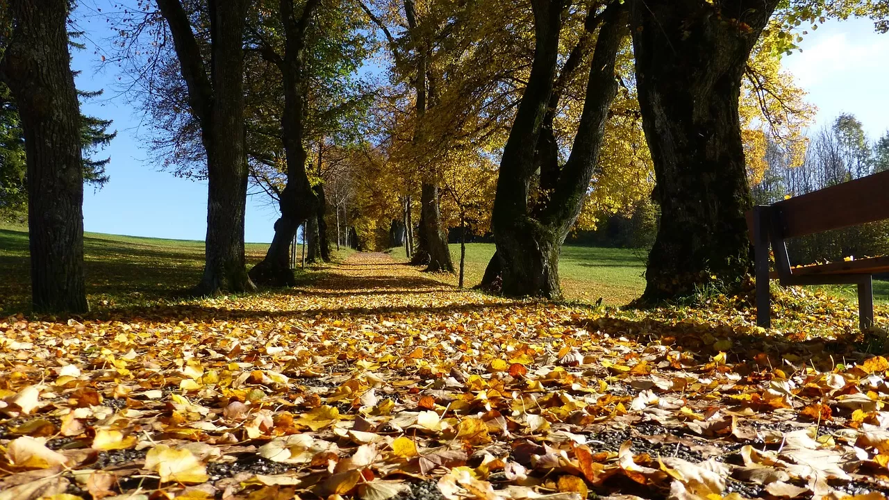 Tree Services and Care, Deerfield, IL