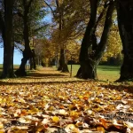 Tree Treatment Glencoe, IL- Hendricksen