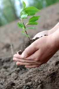 Tree Planting Services in Gurnee, IL