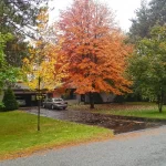 Tree Pruning in Glencoe, IL