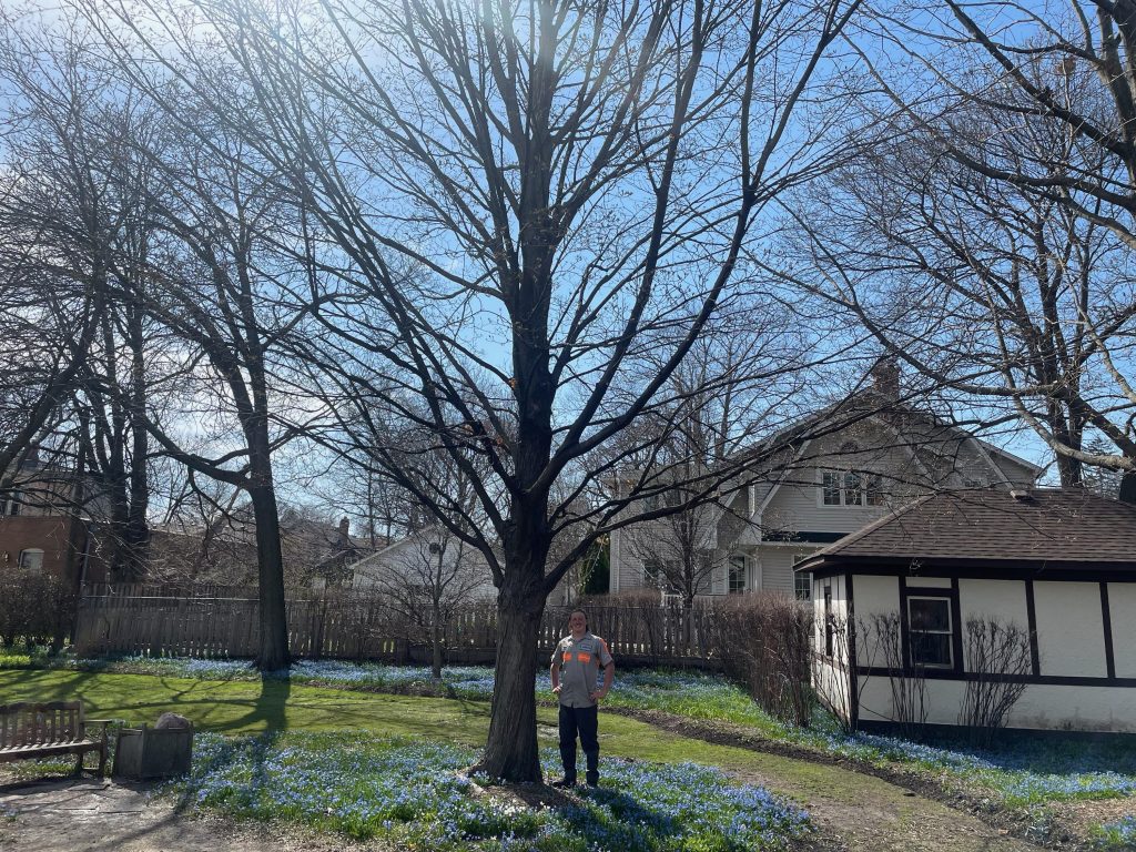 Hendricksen Tree Care Volunteered Time at Arlington Heights Historical Society