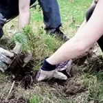 Tree Planting Services in Skokie, IL