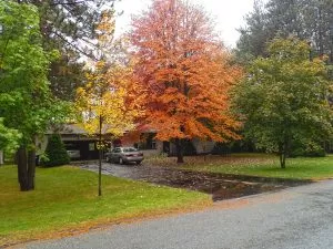 Tree-Pruning-for-Niles-IL