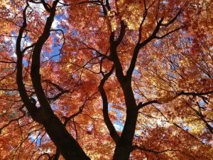 Tree and Stump Removal in Inverness, IL